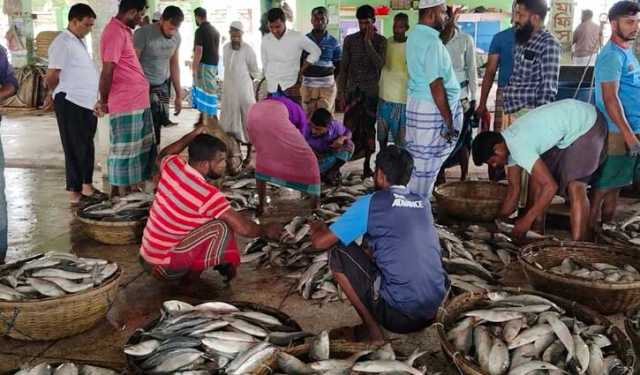 পটুয়াখালীর আড়তে ইলিশের কেজি ২৫০০ টাকা 
