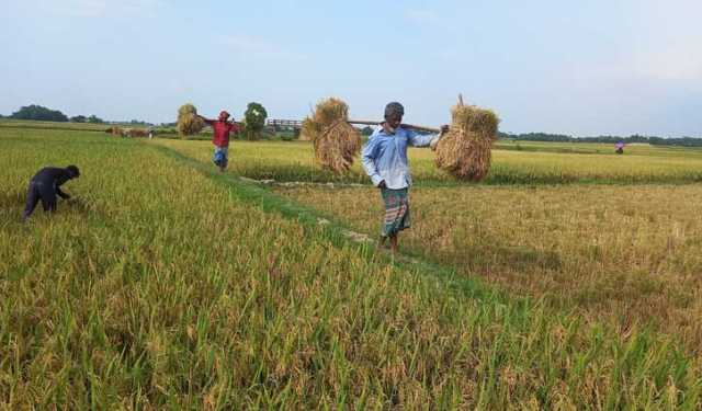 হাকালুকি হাওরে ধানের ভালো ফলন, তবে শিলাবৃষ্টির শঙ্কা