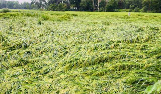 ফেনীতে কালবৈশাখী-শিলাবৃষ্টি, ফসলের ক্ষতি 