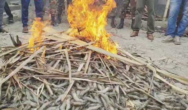 জেলি পুশকৃত ২১০ কেজি চিংড়ি উদ্ধার, লাখ টাকা জরিমানা