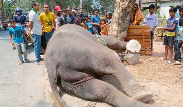 মাগুরায় সড়কে হাতির আকস্মিক মৃত্যু
