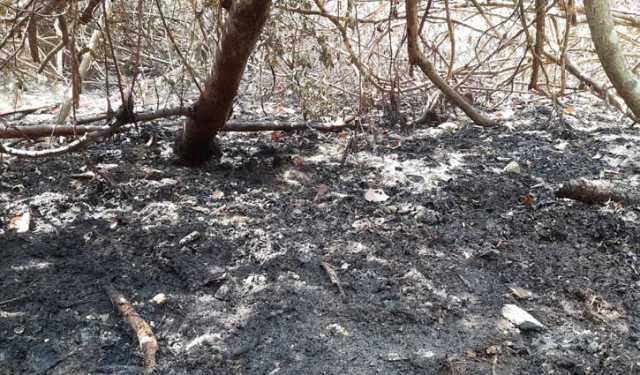 সুন্দরবনে আগুন লেগে সাড়ে ৫ একর বনভূমি ক্ষতিগ্রস্ত