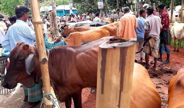 সোনাগাজীতে ইজারা চুক্তি না মেনে চলছে পশুর হাট