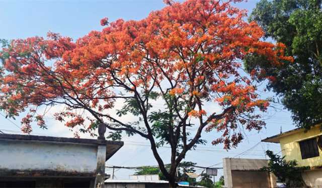 বিদ্যালয় মাঠ প্রাঙ্গণে সৌন্দর্য্য ছড়াচ্ছে কৃষ্ণচূড়া, ছায়া দিচ্ছে