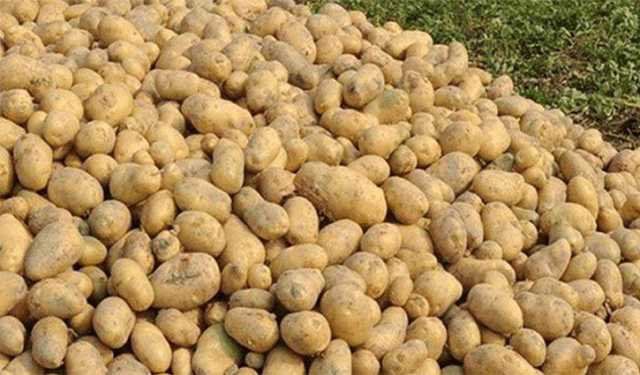 আলুর দামে ক্রেতা খুশি, লোকসানে কৃষক