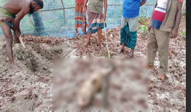 পায়রা নদীতে ভেসে এল মৃত ডলফিন 