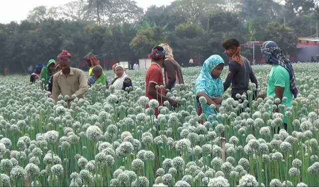 ফরিদপুরে পেঁয়াজ বীজের রেকর্ড উৎপাদন