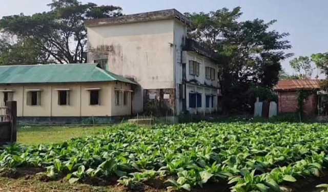 তামাকের রাজ্য পরিণত হচ্ছে দীঘিনালা