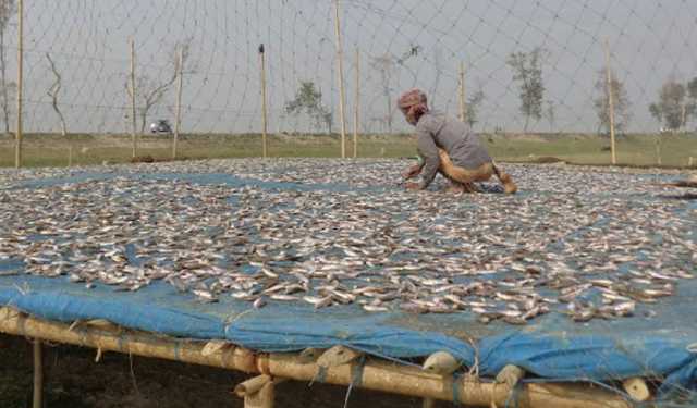 হবিগঞ্জে শুঁটকি উৎপাদনে ভাটা