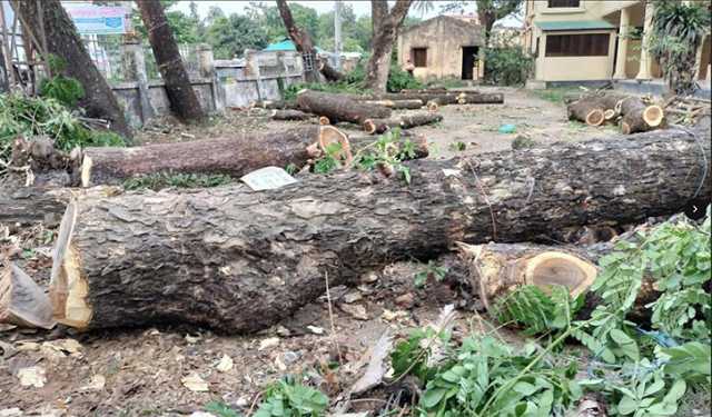 হবিগঞ্জে শতবর্ষী গাছ কর্তন, পরিবেশবাদীদের ক্ষোভ