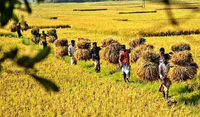হবিগঞ্জে বোরো জমির ৩৩ শতাংশ ধান কাটা শেষ