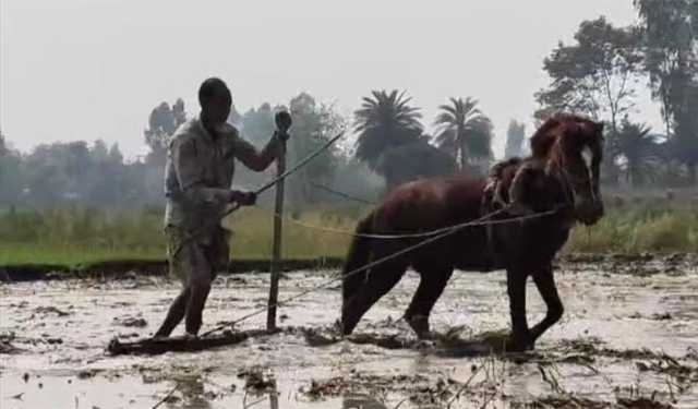 ঘোড়া দিয়ে হালচাষ করছেন হিলির জাহের উদ্দিন