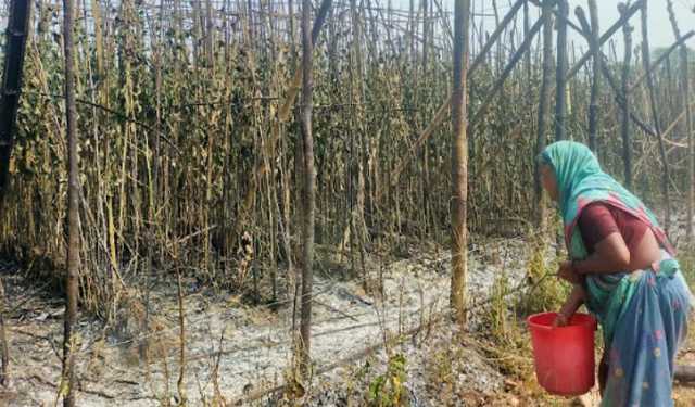 আগুনে পুড়ল ১২ বিঘা পানের বরজ