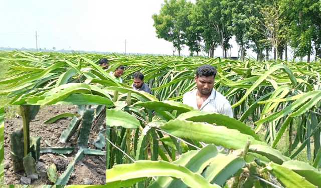 রাতের আঁধারে দুই কৃষকের ড্রাগন ও পেয়ারা বাগান কেটে সাবাড়
