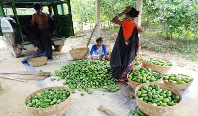 হবিগঞ্জে টিলায় টিলায় লেবুর চাষ, ভালো দাম পেয়ে খুশি চাষিরা