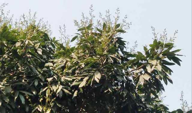 দিনাজপুরে গাছে গাছে লিচুর মুকুলের সমারোহ