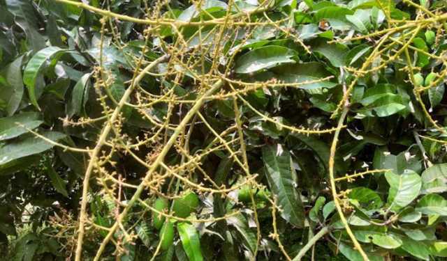 মুকুলে আশা জাগিয়ে গুটিতে স্বপ্নভঙ্গ