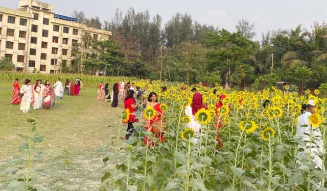 নোবিপ্রবিতে মুগ্ধতা ছড়াচ্ছে সূর্যমুখী