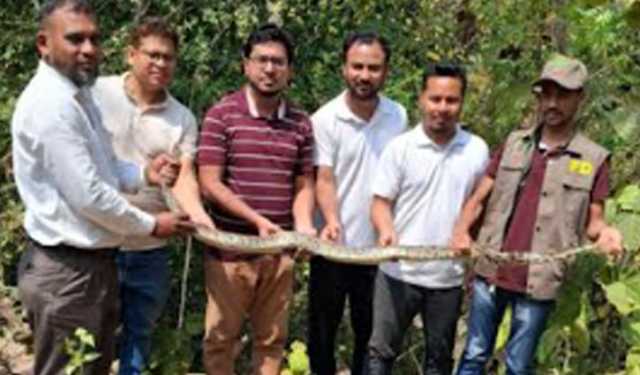 আটকে পড়া অজগর কাপ্তাই জাতীয় উদ্যানে অবমুক্ত 
