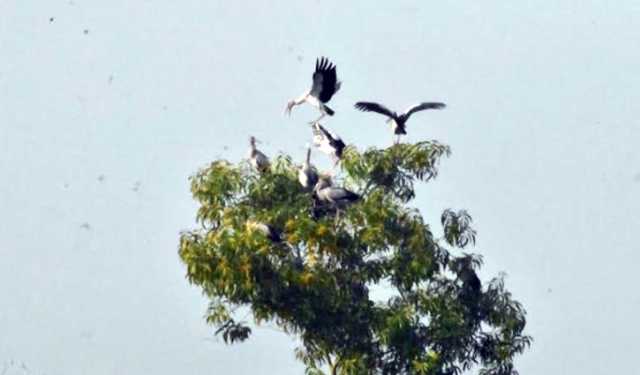 খাদ্যের সন্ধানে মৌলভীবাজারে শামুকখোলের দল