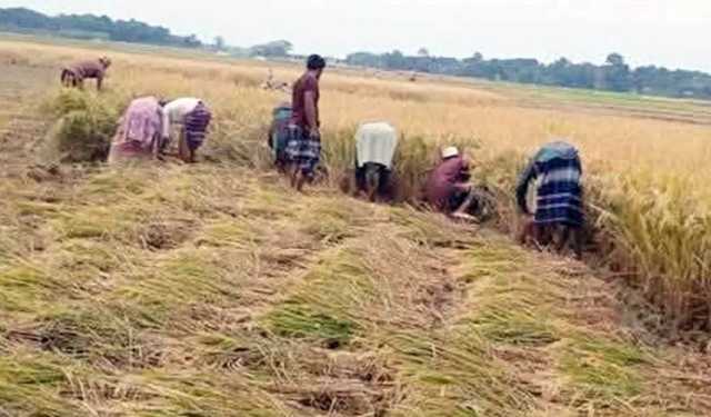 নড়াইলে কৃষকের ধান কেটে দিলো জামায়াতের নেতাকর্মীরা