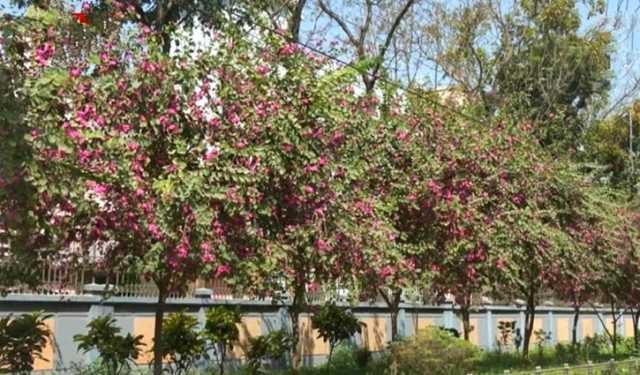 অর্কিড কাঞ্চনে সেজেছে রাবি