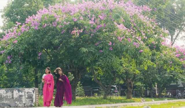 কৃষ্ণচূড়া-জারুলে সেজেছে রাবি