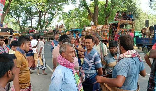 রাজশাহীতে গরু হাটে নিতে ইজরাদারদের টানাটানি