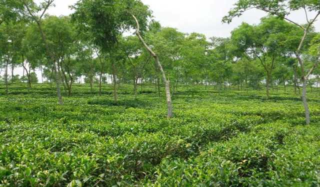 মৌসুমের শেষ নিলামে আড়াই কোটি টাকার চা বিক্রি