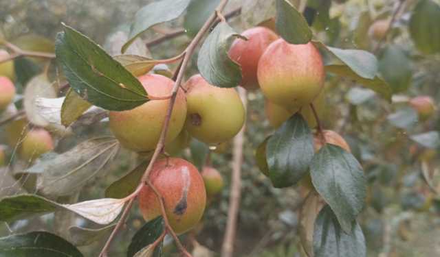 লাভজনক হওয়ায় সাতক্ষীরায় বাড়ছে কুলের আবাদ