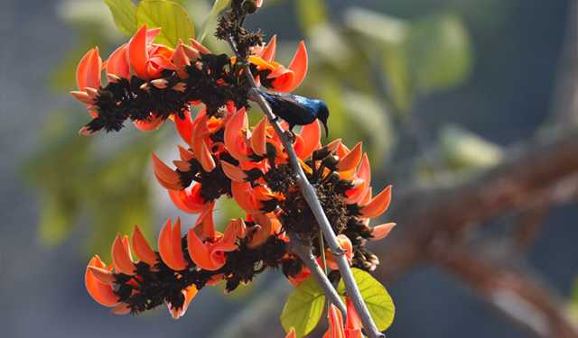 ভালোবাসা দিবসকে সঙ্গে নিয়ে এল ঋতুরাজ