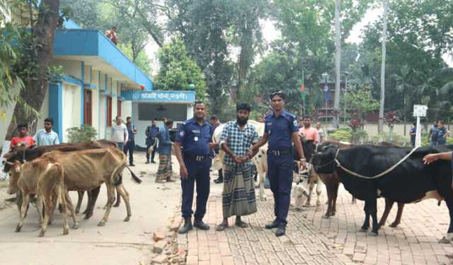 বিএনপি নেতার গোয়ালঘর থেকে ১৩ চোরাই গরু উদ্ধার