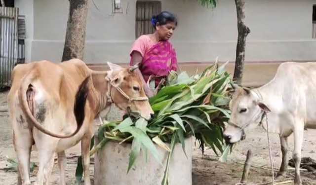 বৈষম্য কেন? আদিবাসী নারী শ্রমিকরা পাই না সমান মজুরি