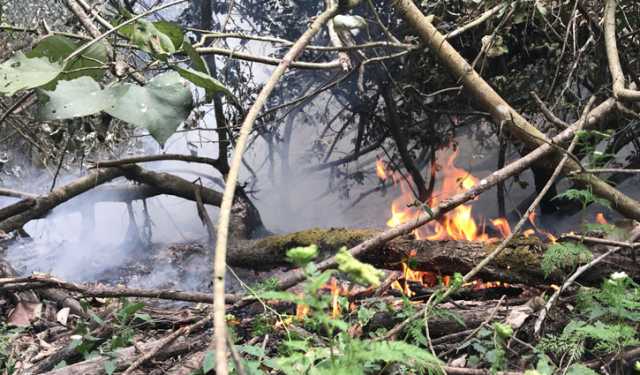 সুন্দরবনে অগ্নিকাণ্ড: তদন্তে পৃথক কমিটি গঠন