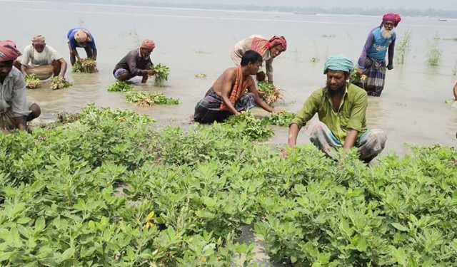 যমুনার পানি বেড়ে শত শত বিঘা বাদাম ক্ষেত প্লাবিত
