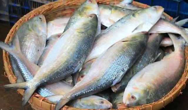 ইলিশ: দাম স্বাভাবিক, ক্রেতা কম