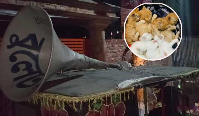 ৭ বাচ্চা রেখে নিখোঁজ মা বিড়াল, সন্ধান পেতে মাইকিং