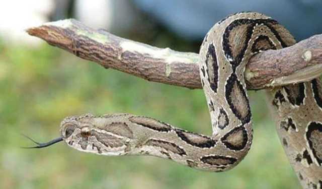 চাঁদপুরে সাপের কামড়ে গৃহবধূর মৃত্যু