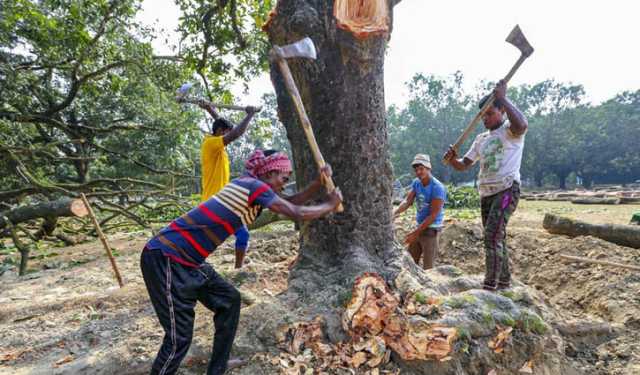 অনুমতি ছাড়া গাছ কাটা যাবে না: হাইকোর্টের রায়
