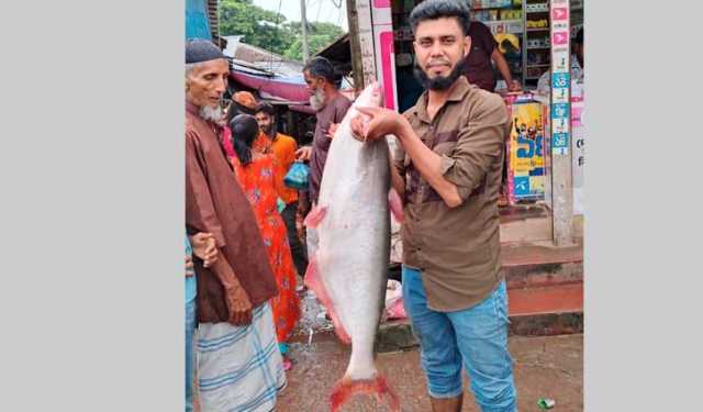 পায়রা নদীতে বড়শিতে ১১ কেজির পাঙ্গাশ