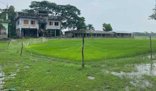 মাদ্রাসা মাঠ দখল করে ইউপি সদস্যের বীজতলা