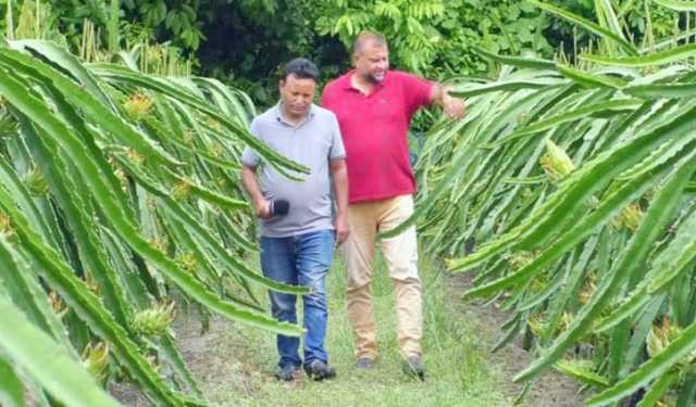 আধুনিক পদ্ধতিতে ড্রাগন চাষে তাক লাগলেন মাসুম