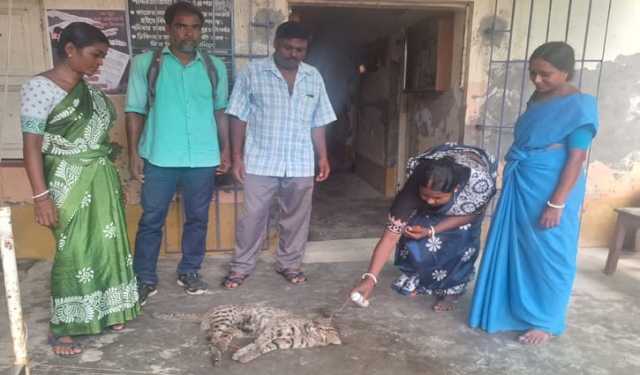 হাসিতে মিলিয়ে গেল বাঘের আতঙ্ক