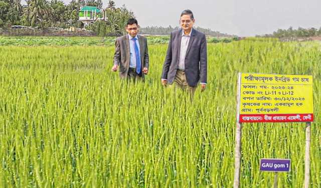 গাজীপুর কৃষি বিশ্ববিদ্যালয়ে লবণ সহিষ্ণু নতুন গমের জাত উদ্ভাবন