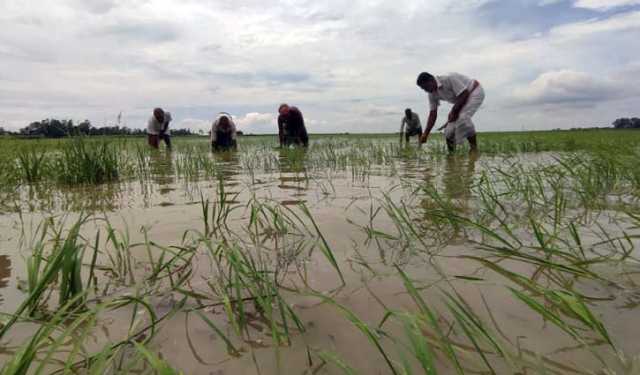গাজনার বিলে পানির নিচে ২০০ বিঘা জমির ধান 