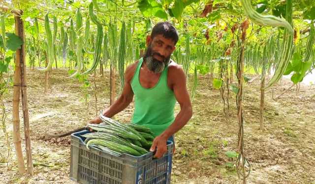 চিচিঙ্গা চাষে সফল কৃষক নুরুল