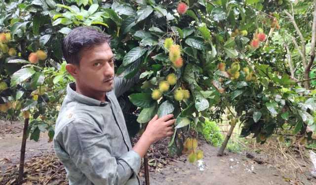 রামবুটান চাষে ভাগ্য বদল প্রবাসফেরত আফজাল শেখের  
