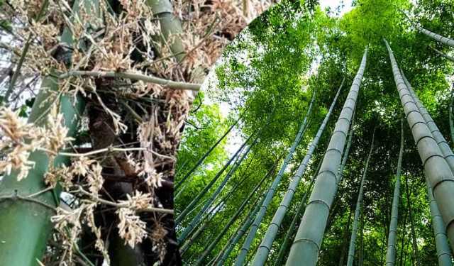 বাঁশ গাছ কতদিন বাঁচে?