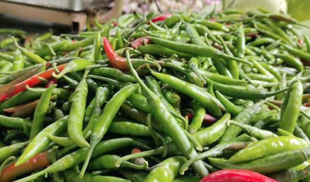 হিলিতে কাঁচা মরিচের দাম এক লাফে বাড়ল ১৩০ টাকা