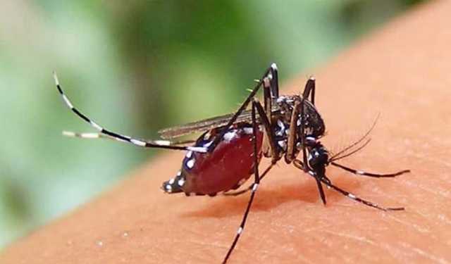 ডেঙ্গু: ২৪ ঘণ্টায় আক্রান্ত ২০৪